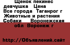 Щенок пекинес девчушка › Цена ­ 2 500 - Все города, Таганрог г. Животные и растения » Собаки   . Воронежская обл.,Воронеж г.
